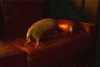 GIF animado (8688) Armadillo