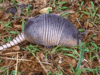 GIF animado (8696) Armadillo