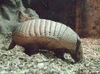 GIF animado (8698) Armadillo