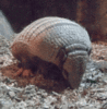 GIF animado (8699) Armadillo