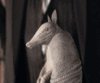 GIF animado (8700) Armadillo bailarin