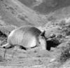 GIF animado (8704) Armadillo blanco negro