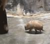 GIF animado (8715) Armadillo divertido