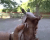 GIF animado (8723) Armadillo pequeno