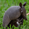 GIF animado (8729) Armadillo tocando guitarra