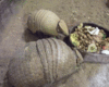 GIF animado (8730) Armadillos comiendo