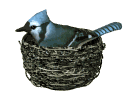 GIF animado (6710) Arrendajo azul en el nido