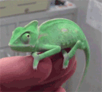 GIF animado (11154) Avatar camaleon