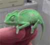 GIF animado (11154) Avatar camaleon