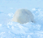 GIF animado (10371) Avatar oso polar