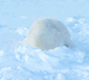 GIF animado (10371) Avatar oso polar