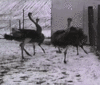 GIF animado (6718) Avestruces locos