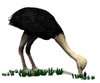 GIF animado (6720) Avestruz