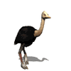 GIF animado (6730) Avestruz corriendo
