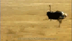 GIF animado (6731) Avestruz corriendo