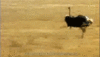 GIF animado (6731) Avestruz corriendo
