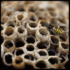 GIF animado (8198) Avispa panal
