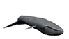 GIF animado (5747) Ballena