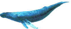 GIF animado (5748) Ballena azul