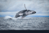 GIF animado (5762) Ballena saltando