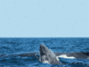 GIF animado (5764) Ballenas