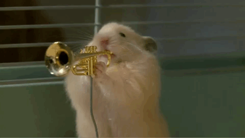GIF animado (12628) Banda jazz hamsters