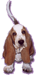 GIF animado (10419) Basset hound