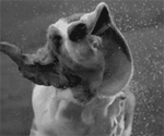 GIF animado (10420) Basset hound blanco negro