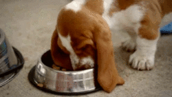 GIF animado (10421) Basset hound comiendo