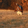 GIF animado (10423) Basset hound corriendo