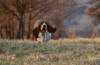 GIF animado (10424) Basset hound corriendo campo