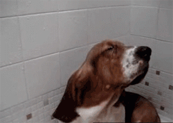GIF animado (10425) Basset hound ducha