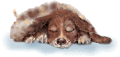 GIF animado (10426) Basset hound durmiendo