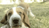 GIF animado (10431) Basset hound ladrando