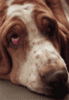 GIF animado (10433) Basset hound ojos tristes