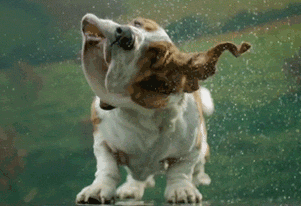 GIF animado (10436) Basset hound sacudiendose