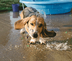 GIF animado (10437) Basset hound salpicando agua