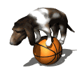 GIF animado (10441) Basset hound sobre una pelota de baloncesto