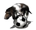 GIF animado (10442) Basset hound sobre una pelota de futbol