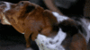 GIF animado (10443) Basset hound tricolor