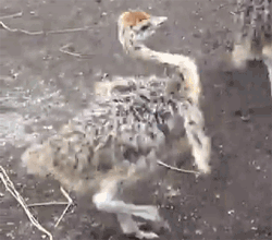 GIF animado (6737) Bebe avestruz