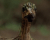 GIF animado (7545) Bebe diplodocus