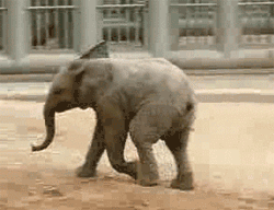 GIF animado (9091) Bebe elefante corriendo