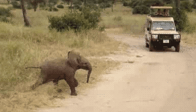GIF animado (9092) Bebe elefante cruzando