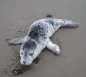GIF animado (5871) Bebe foca