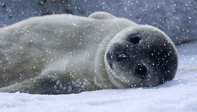 GIF animado (5872) Bebe foca nevando