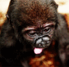 GIF animado (9224) Bebe gorila