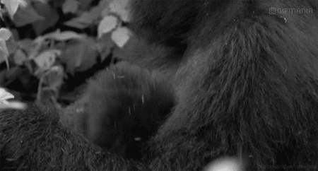 GIF animado (9225) Bebe gorila