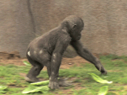 GIF animado (9226) Bebe gorila