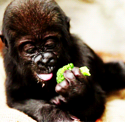 GIF animado (9227) Bebe gorila comiendo